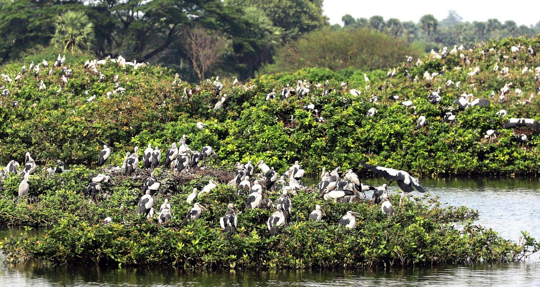 Vedanthangal Bird Sanctuary, Chengalpattu, Tamil Nadu - Vushii.com Vedanthangal Bird Sanctuary, Chengalpattu, Tamil Nadu - Vushii.com